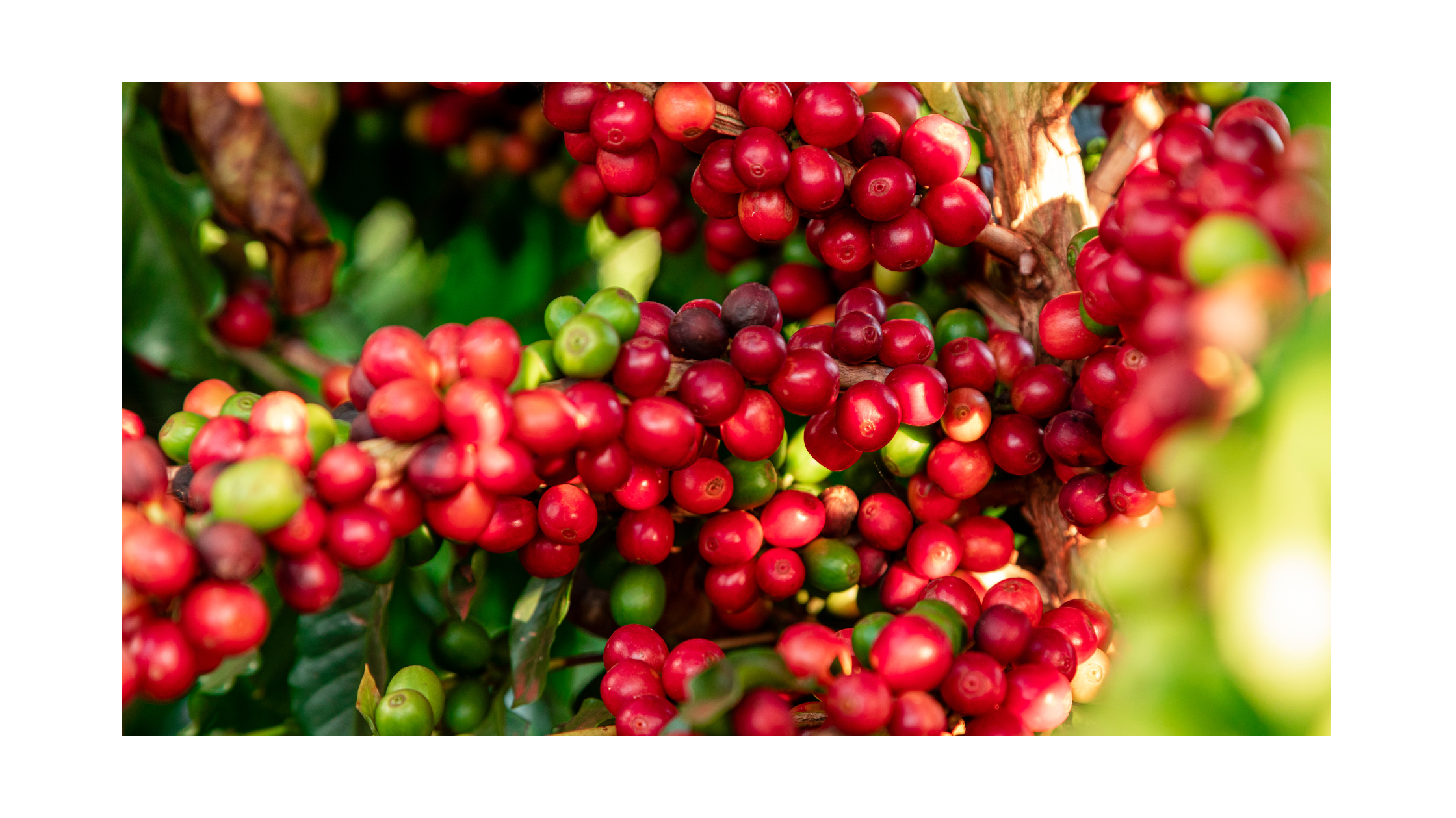 Brewing Sustainability: The Green Legacy of Coffee Britt in Costa Rica